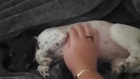 First belly rub, found the spot!