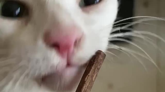 The cat is intoxicated by the food and objects he likes貓咪正在陶醉自己喜歡的食物跟物品