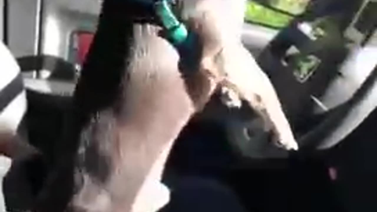 Best trending lovely dog video 2023