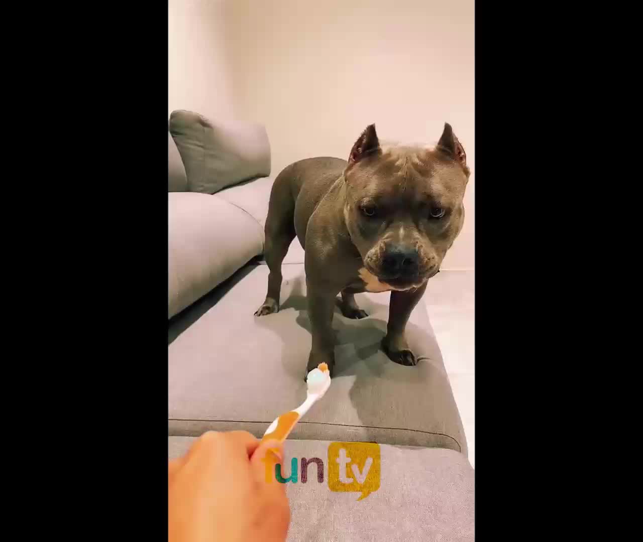 Funny dog and toothbrush trick :D