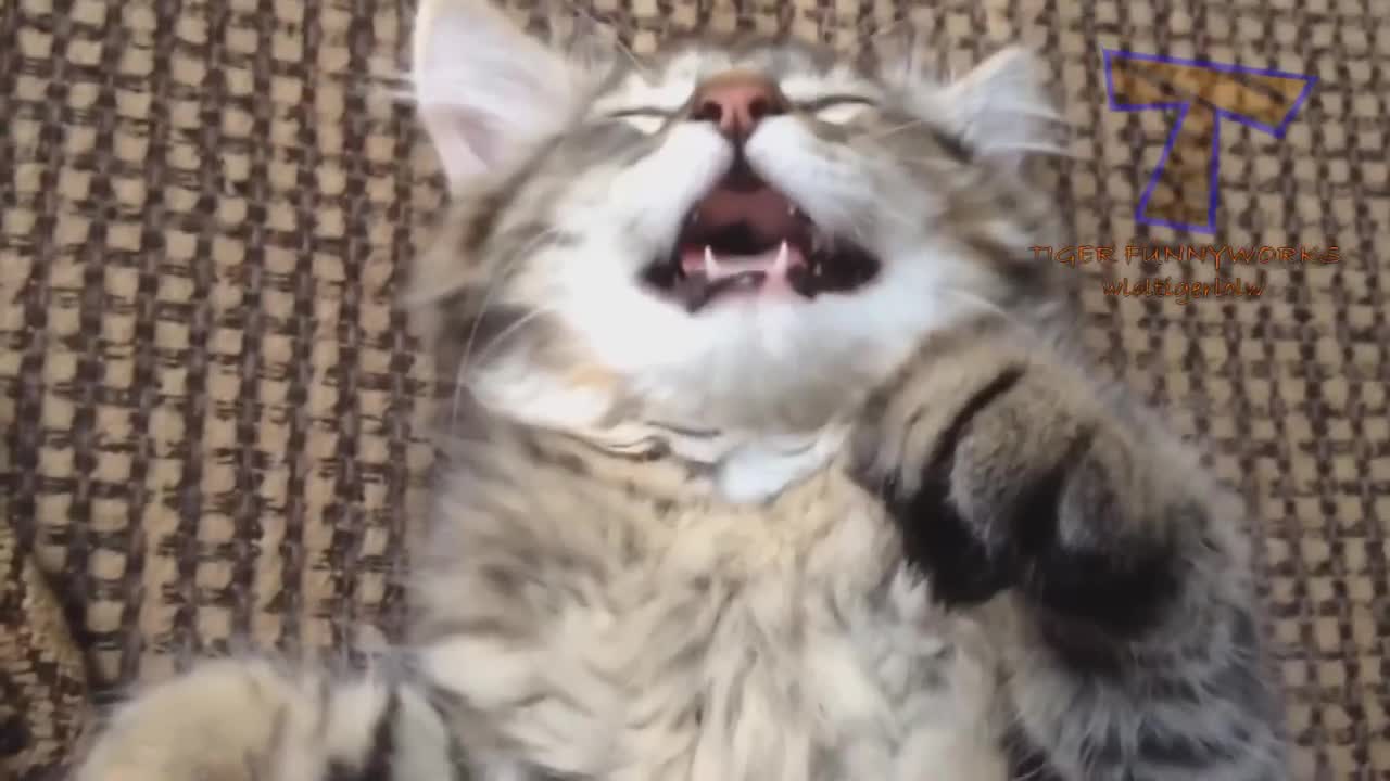 CATS will make you LAUGH YOUR HEAD OFF - Funny CAT compilation