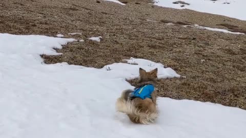 CUTE DOG ROLLING