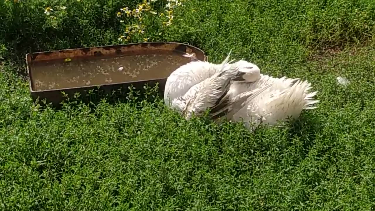 Zelda is taking a bath