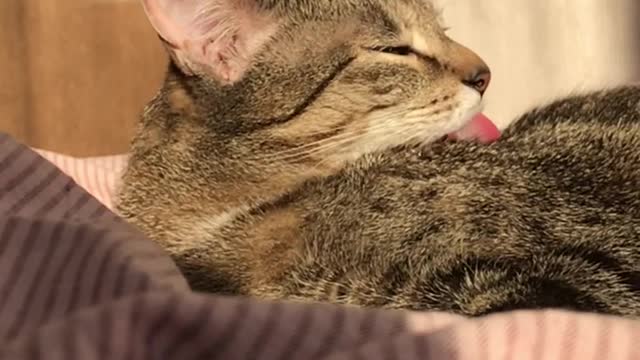 cat-licking-herself