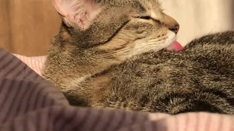 cat-licking-herself