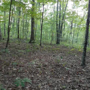 The view from my deer blind