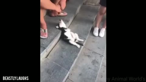 Most Funny Animals Caught In The Act: You wouldn't Stop Laughing