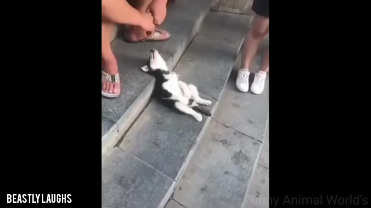 Most Funny Animals Caught In The Act: You wouldn't Stop Laughing