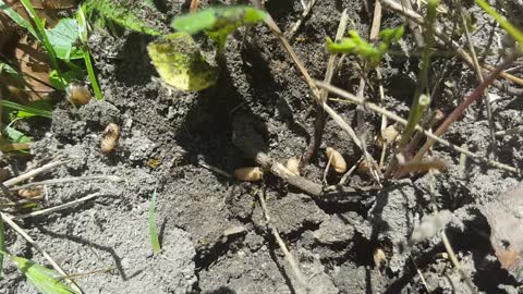 Ants trying to protect their eggs/babies