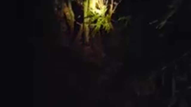 Snake Hides in Guitar