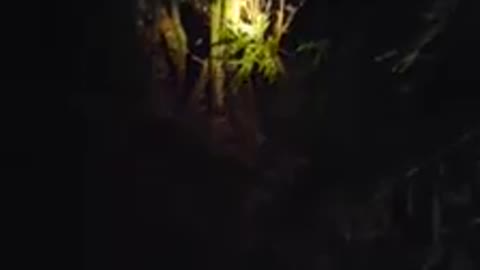 Snake Hides in Guitar
