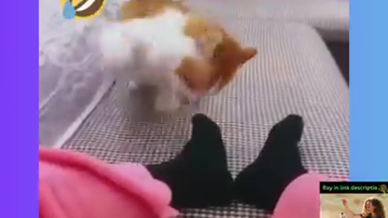 Funniest Cats and Dogs 🐶🐱 Funny Animal Videos #33