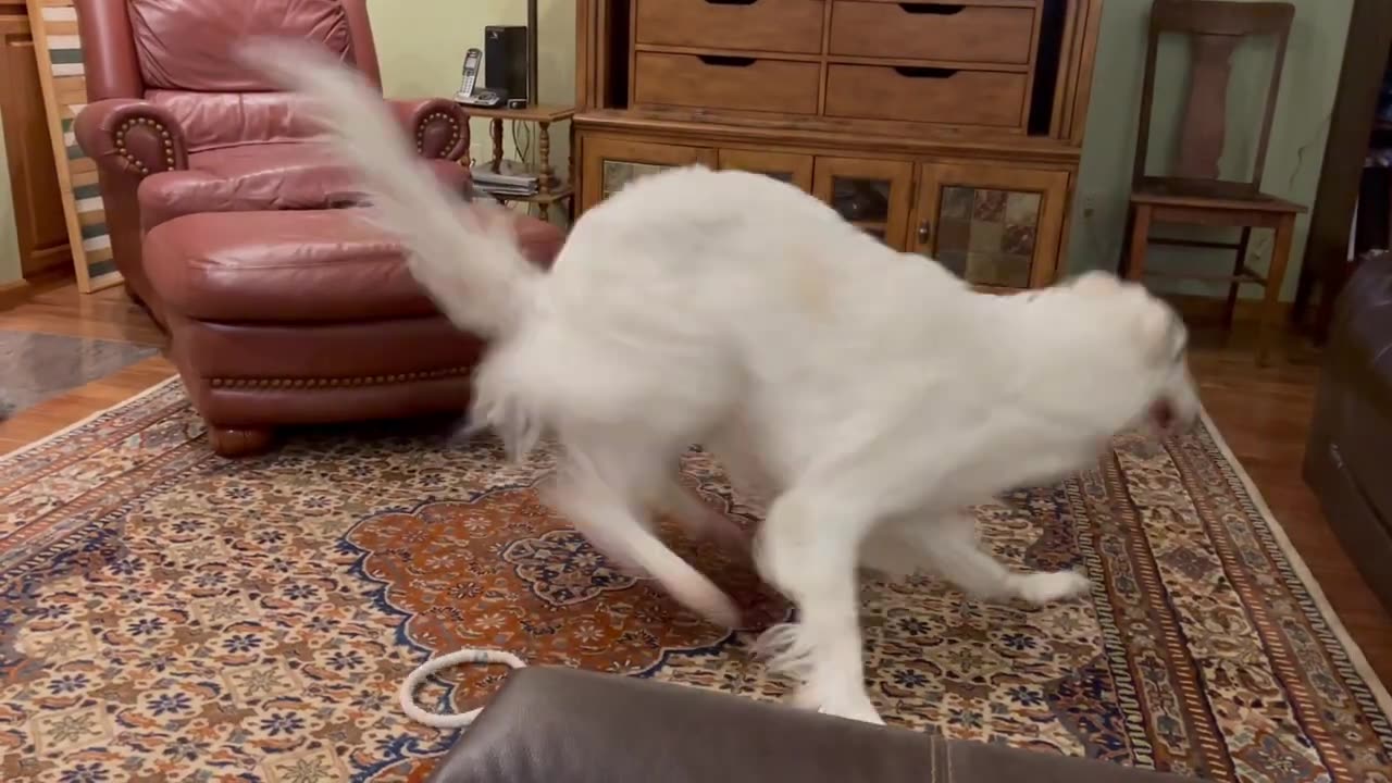 Borzoi spinning