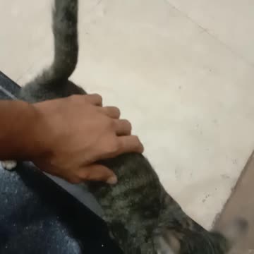 Kitten Love 😗😘