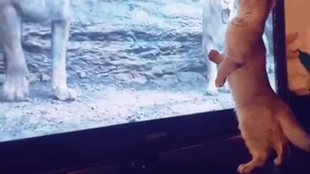 When cat watching movie