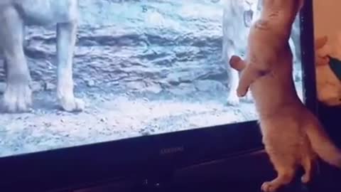 When cat watching movie