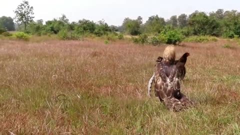 Brave hen vs eagle