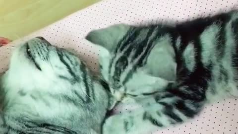 My lovely cat