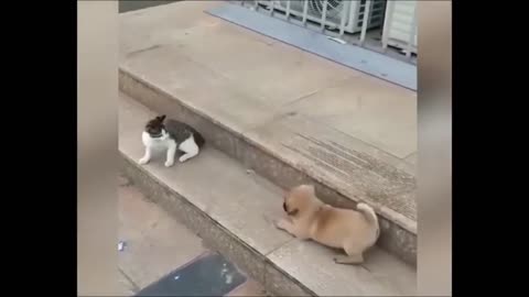 Funny Videos cats and dogs - Part 2