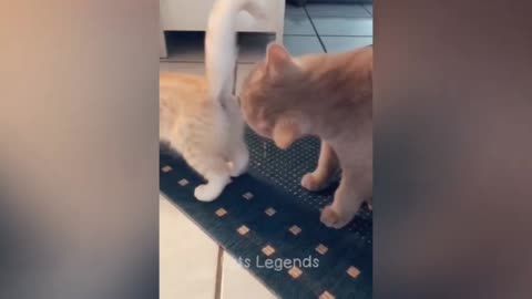 😜🤣Animals Comedy video 😆😆