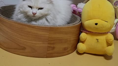 A cat more like a doll than a doll.