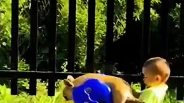 Today's dogs, like humans, know how to ride cars and play with toys
