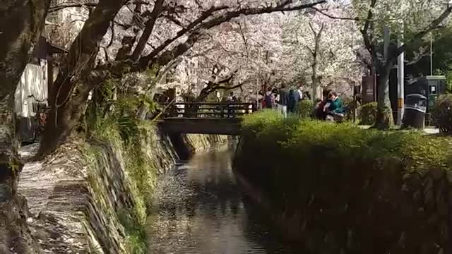 The sound of the river, the sound of the wind, the smell of spring, the cherry blossoms