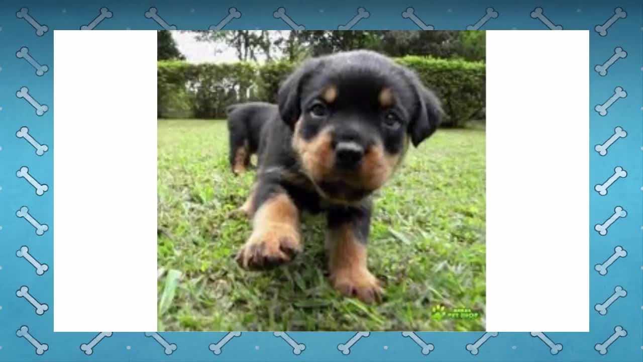 How to Train a Rottweiler Learn How to Train a Rottweiler Dog