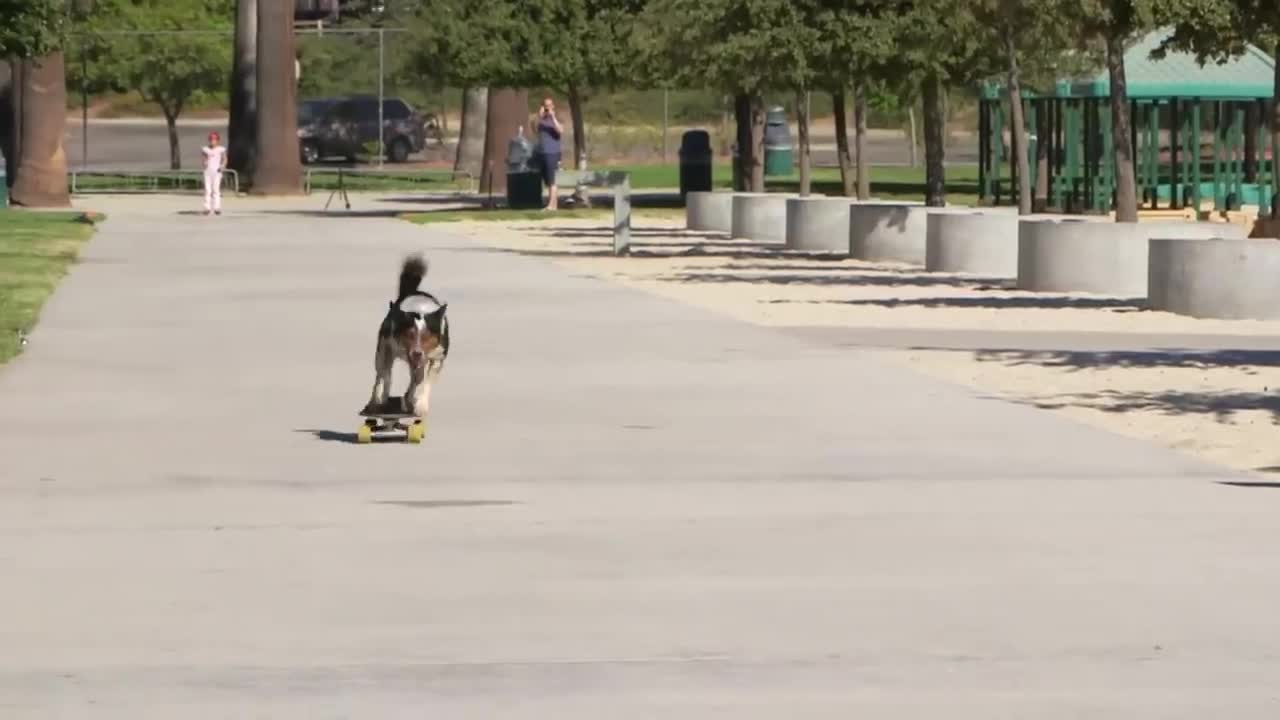 Fastest skateboarding dog - World Records