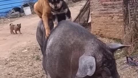 Cute & funny animal video