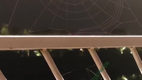 How a spider weaves a web