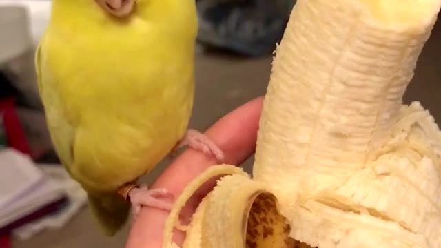 Adorable Bird Dances for a Banana