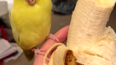 Adorable Bird Dances for a Banana