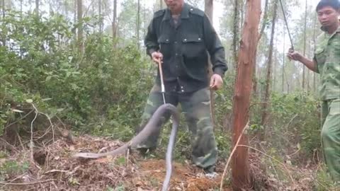 King cobra ( highly venomous)