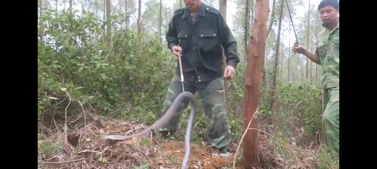 King cobra ( highly venomous)