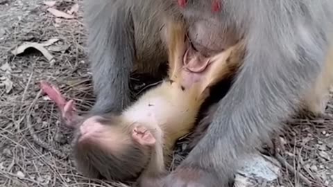 The mother monkey