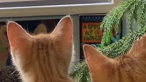 kittens#squirrel