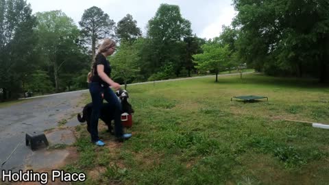 A Dog Name Mary Training in Atlanta