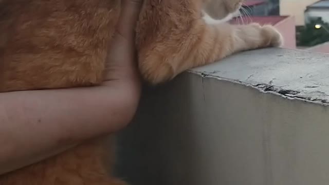 How cat miss going out to play 🤧