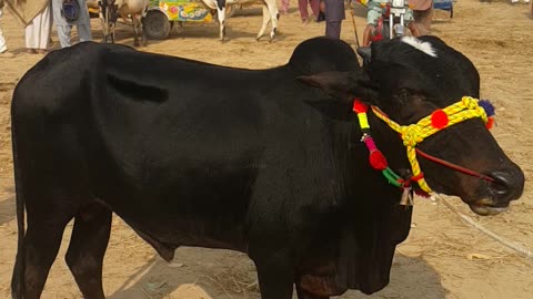 Black colours beautiful 🐂 bull