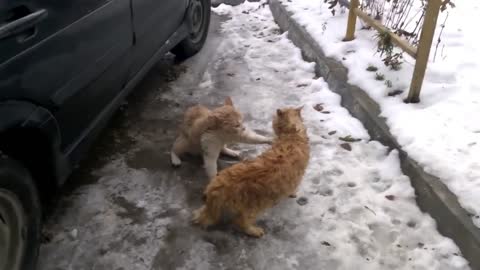 Two cats in a fight