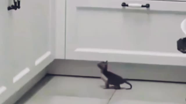 Funny Cat Video in 2022