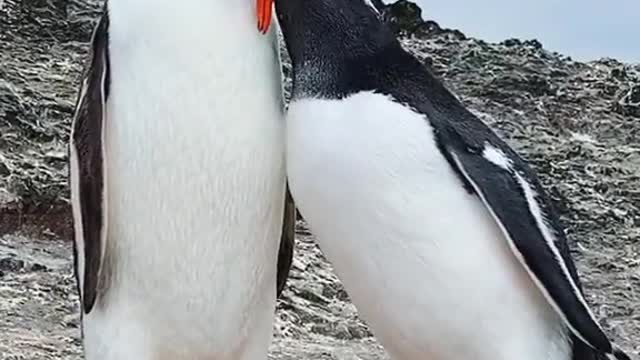 Penguin Breakfast