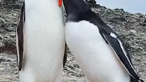 Penguin Breakfast