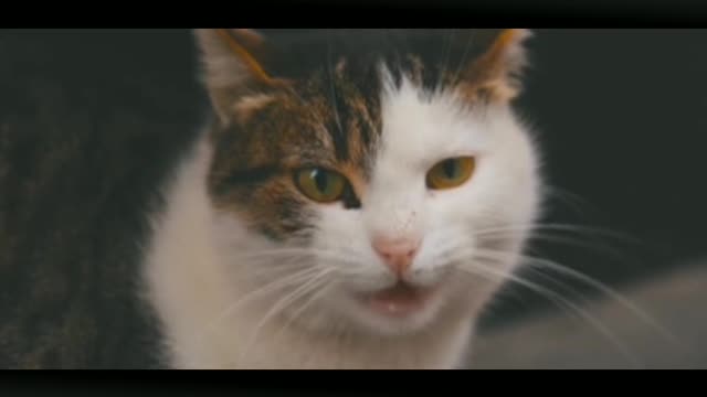 The most cute and funny masum cat in the world...😽😽😽😘😘😘😺😺😺💝💝💝