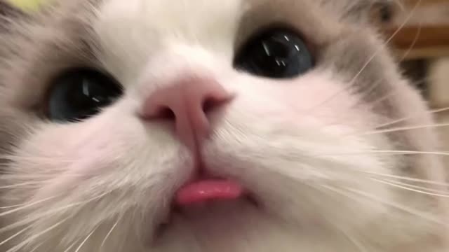 cute kitten