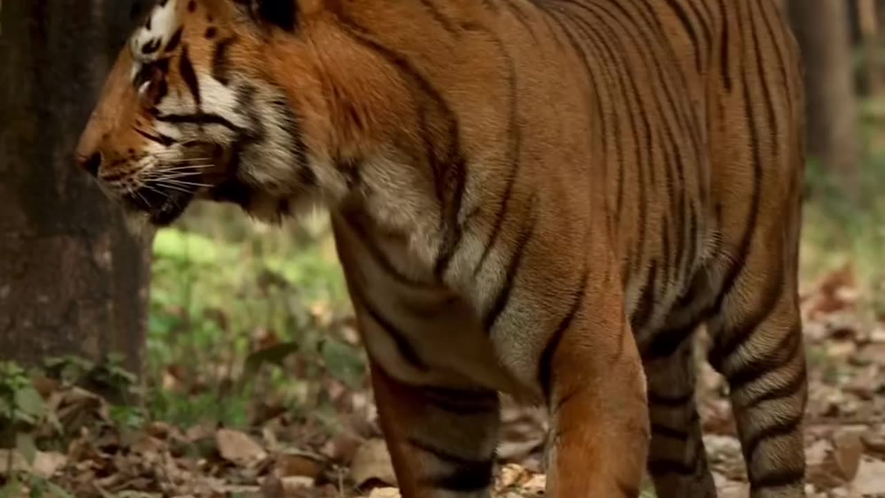 Tiger