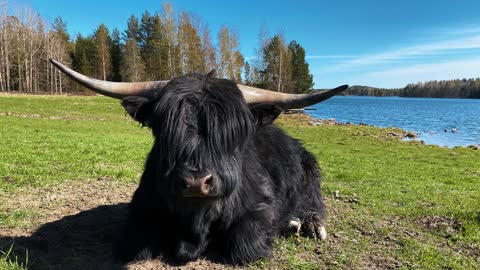 Highland Cattle bulls at the lakeside pasture