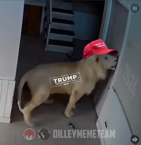 drefanzor memes - It’s ok we’re friendly 😂 Hey 2024, MAGA is coming!