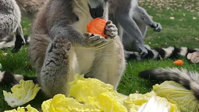 Ring-tailed lemur